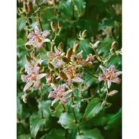 Pflanzen Für Dich Tricyrtis formosana 'Dark Beauty', Taiwan Orchidee