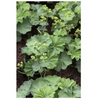 Pflanzen Für Dich Alchemilla mollis, Frauenmantel, grünlich-gelb, ca. 9x9