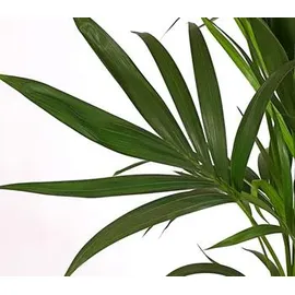 Dehner Kentia-Palme, Howea forsteriana, Hydrokultur, Grün