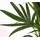 Dehner Kentia-Palme, Howea forsteriana, Hydrokultur, Grün