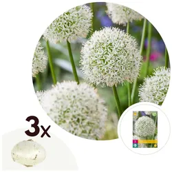 Plant in a Box - Alliumzwiebeln - 3 Stk - Allium 'Mount Everest' - Blumenzwiebeln - Weiß