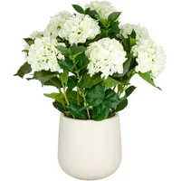 Creativ green »Hortensie«, im eleganten Topf Creativ green creme
