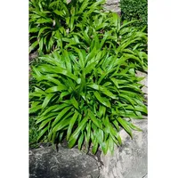 Pflanzen Für Dich Carex plantaginea, Breitblatt-Segge, ca. 9x9 cm