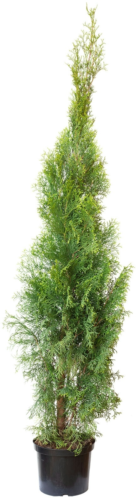 Lebensbaum `Smaragd` Thuja occidentalis smaragd C5 H100-120