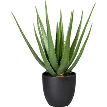 Creativ green Künstliche Zimmerpflanze Aloe, Creativ green, Höhe 55 cm grün 22 cm x 55 cm