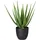 Creativ green Künstliche Zimmerpflanze Aloe, Creativ green, Höhe 55 cm grün 22 cm x 55 cm
