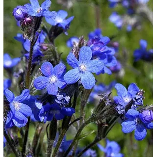 Ochsenzunge - Anchusa azurea