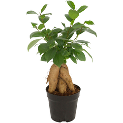 Dominik Zimmerpflanze Ginseng-Feige, (1 St.), Höhe: 15 cm, 1 Pflanze grün Pflanzen Garten Balkon