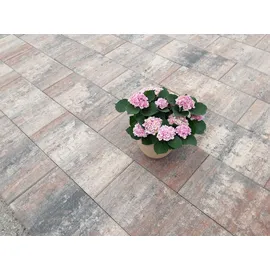 Diephaus Terrassenplatte 'T-Court Solid' Beton muschelbeige 60 x 30 x 4 cm