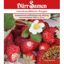 Dürr-Samen Monatserdbeeren Rügen