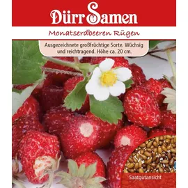 Dürr-Samen Monatserdbeeren Rügen