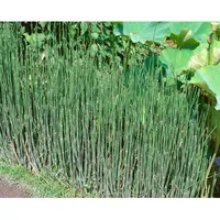 Pflanzen Für Dich Equisetum variegatum, ca. 9x9 cm Topf