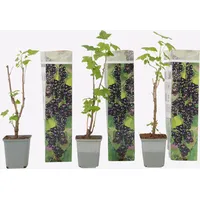 Plant in a Box - Schwarze Johannisbeere - 3er-Set