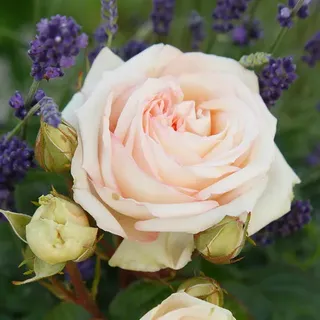 KORDES ROSEN Edelrose, Rosa »Madame Anisette®«, Blüte: creme, gefüllt - beige