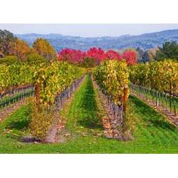 Fototapete PAPERMOON "WEINBERG IM HERBST-WINZER REBE WEIN GEBIRGE FELD WIESE", bunt, B:3,50m L:2,60m, Vlies, Tapeten