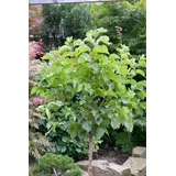 Pflanzen Für Dich Prunus armeniaca 'Zwergaprikose', Aprikose, 60 cm