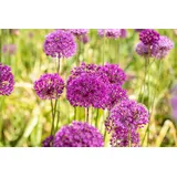 Pflanzen Für Dich Allium aflatunense 'Purple Sensation' 11x11 cm Topf