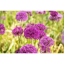 Pflanzen Für Dich Allium aflatunense 'Purple Sensation' 11x11 cm Topf