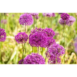 Pflanzen Für Dich Allium aflatunense 'Purple Sensation' 11x11 cm Topf
