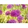 Pflanzen Für Dich Allium aflatunense 'Purple Sensation' 11x11 cm Topf