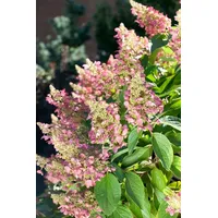 Pflanzen Für Dich Hydrangea paniculata Pink Lady' 40-60 cm