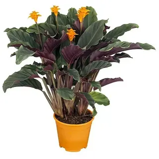 Piardino Korbmarante - Calathea crocata, Orange, Dunkelgrün