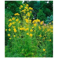 Pflanzen Für Dich Rudbeckia laciniata 'Goldquelle', Sonnenhut, gelb, ca.