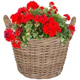 Annastore Weidenkorb Pflanzkorb aus Weide mit Henkel und Innenfolie Blumenkorb Pflanzkorb
