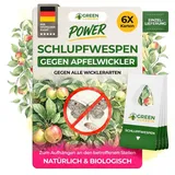 green guardia Schlupfwespen gegen Apfelwickler Pheromonfalle 6 Karten