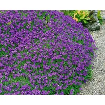 PlantaPro Aubrieta x cultorum 'Hamburger Stadtpark' 9x9 cm Topf – Winterhart, Mehrjährig, Pflegeleicht – Blaukissen – Bodendecker für Steingarten & Beetkante