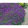 PlantaPro Aubrieta x cultorum 'Hamburger Stadtpark' 9x9 cm Topf – Winterhart, Mehrjährig, Pflegeleicht – Blaukissen – Bodendecker für Steingarten & Beetkante