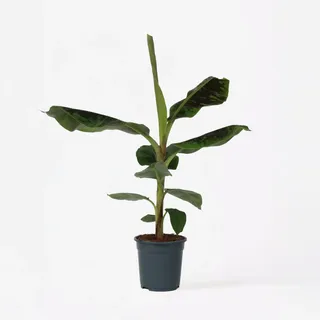 Plant in a Box - Bananenpflanze - Musa 'Dwarf Cavendish' - Höhe 90-100cm