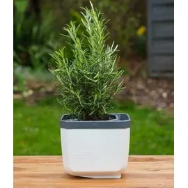 Gusta Garden Herbs Buddy 15,3 x 14,8 x 16,5 cm Weiß