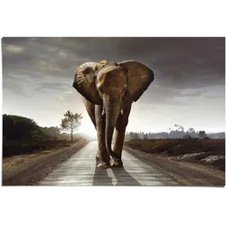 Poster REINDERS "Elefant Wanderung", braun (farbe bild(er): braun), B:91,5cm H:61cm, Papier, Bilder
