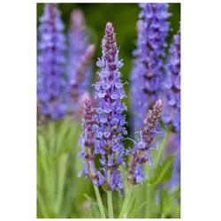 Salvia nemorosa 'Blauhügel', Steppensalbei, blau, ca. 9x9 cm Topf