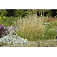Pflanzen Für Dich Calamagrostis x acutiflora 'Waldenbuch' Reitgras, ca.