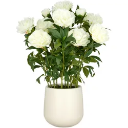 CREATIV green künstliche Pflanze Peonien Arrangemen im cremefarbenen Topf, 80cm