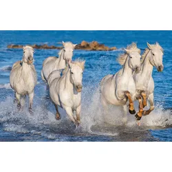 Fototapete PAPERMOON "PFERDE-CAMARGUE GALLOP STRAND MEER TIERE KÜSTE PROVENCE", bunt, B:3,00m L:2,23m, Vlies, Tapeten