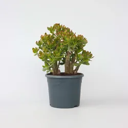Plant in a Box - Jadepflanze - Crassula ovata 'Sunset' - Höhe 55-60cm - Topf 30cm