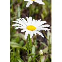 Pflanzen Für Dich Leucanth.x sup.'Silberprinzesschen', gen. p 0,5