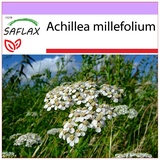 Saflax - Heilpflanzen - Schafgarbe - 200 Samen - Achillea millefolium