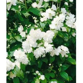 Pflanzen Für Dich Philadelphus 'Schneesturm', Duftjasmin, weiß, 80–100 cm
