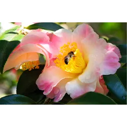 Fototapete PAPERMOON "KAMELIEN-PFLANZEN BIENE MUSTER DEKOR BLUMEN BUSCH MAKRO", bunt, B:4,50m L:2,80m, Vlies, Tapeten