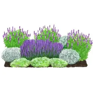 Stauden-Set Duftendes Insektenparadies, 12-teilig, Weiß, Blau, Lila, Grün