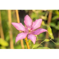 Pflanzen Für Dich Clematis Hybride 'Giselle', Waldrebe, rosa-lila, 60–100