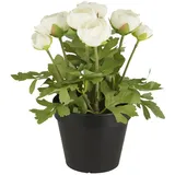 IB Laursen Ranunkel in Topf, H: 25, Ø 16 cm, weiß