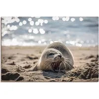 ARTland Artland, Bilder, Baby-Robbe am Strand von List, Sylt
