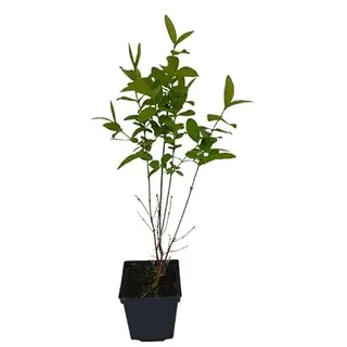 3 x Sibirische Blaubeere Honigbeere Pflanze SET Haskap Kamtschatka-Beere süße Beeren im Mai