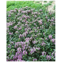 Prunella grandiflora 'Loveliness', Großblütige Braunelle, ca. 9x9 cm Topf