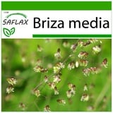 Saflax - - 75 Samen - Mit keimfreiem Anzuchtsubstrat - Briza media